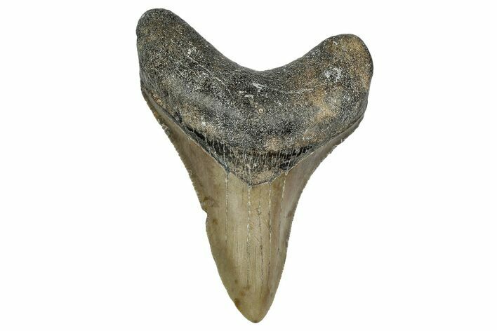 Serrated, Fossil Megalodon Tooth - North Carolina #338500